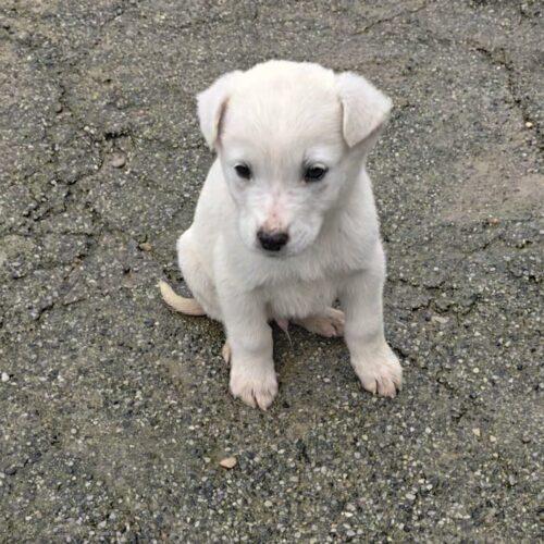 Fiocco - 2 Mesi E Mezzo (Nato Indicativamente A Fine Novembre 2025)  Razza: Meticcio  Taglia: Medio Contenuta  